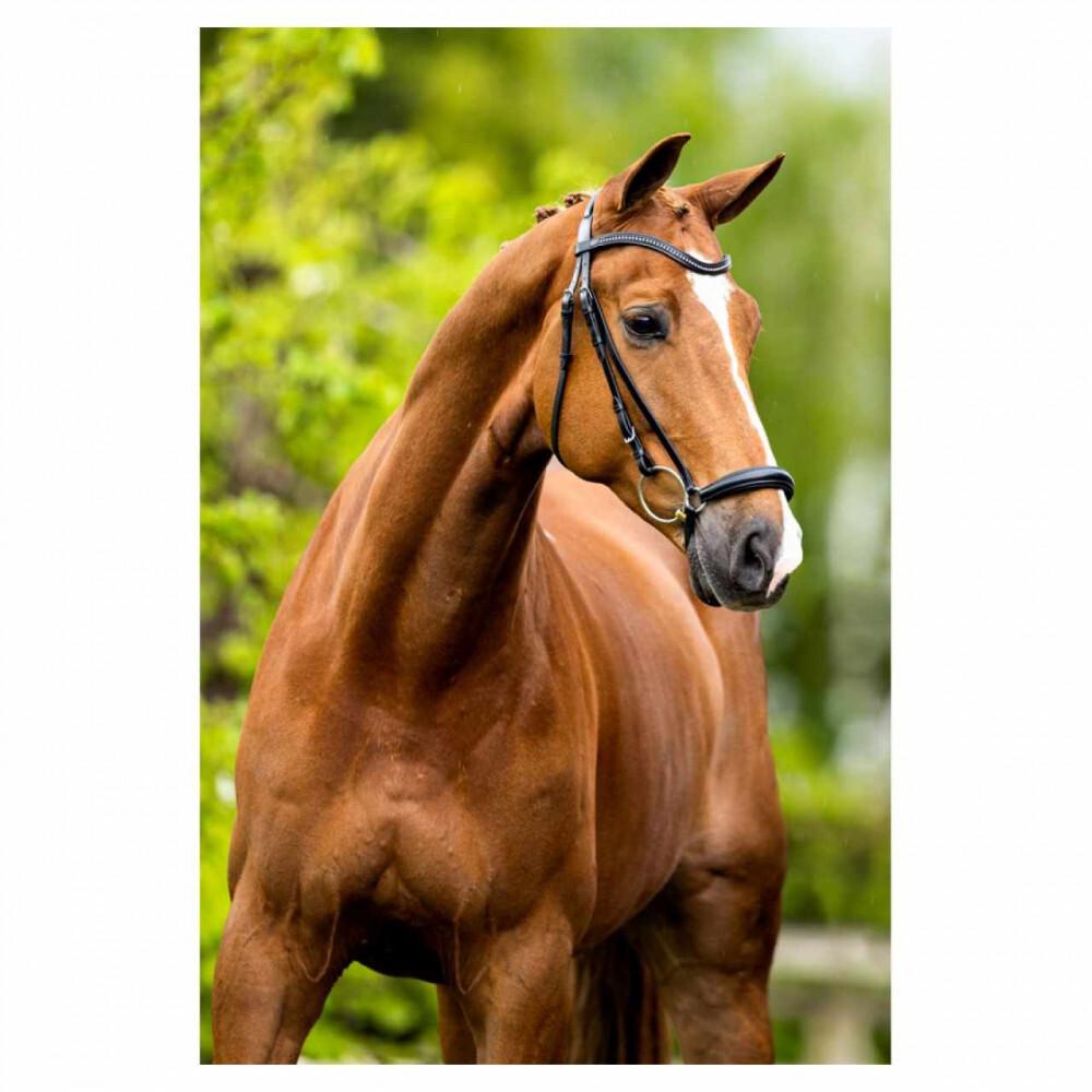 product/b/r/br-equitation_182001-b121-840_noir-argent_3.jpg