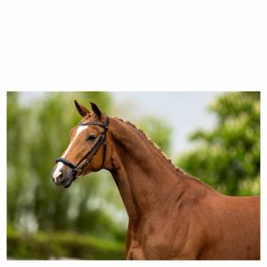 product/b/r/br-equitation_182001-b121-840_noir-argent_2.jpg