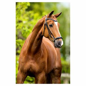 product/b/r/br-equitation_182001-b121-840_noir-argent_3.jpg
