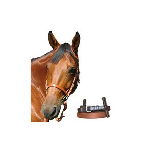 111108-newmarket-briglie-senza-morso-chetak-newmarket-cob