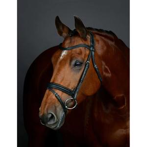 1025193001-bittina-da-equitazione-flash-hanoveriana-imbottita-collegiate-comfitec-opulux-nero