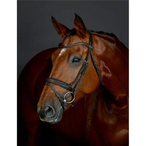 1025193005-bittina-da-equitazione-flash-hanoveriana-imbottita-collegiate-comfitec-opulux-marrone-scuro