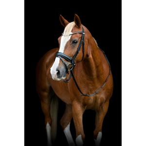 506363001-pezzi-da-equitazione-con-flash-e-pullback-horseguard-cryll-25-2-nero
