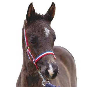 463460-cavezza-per-puledro-roma-foal-rosso-bianco-blu-puledro